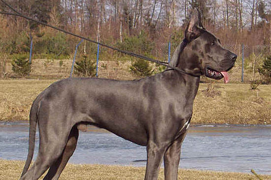 大丹犬十个不养理由