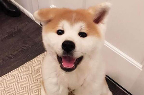 养秋田犬需要准备什么