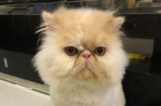 小猫刚出生拉的东西黄黄