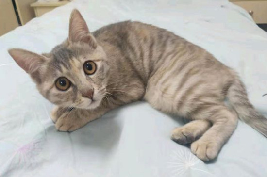 猫咪鼻子不通气像鼻塞