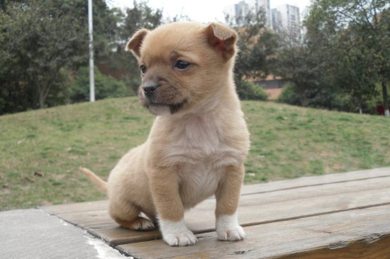 幼犬吃什么