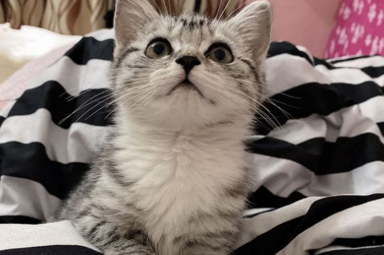 猫吃什么能长胖
