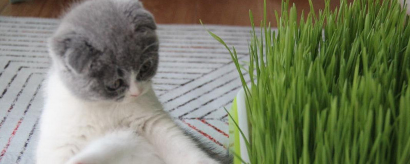 猫草多久吃一次