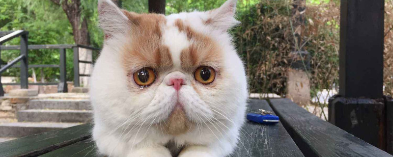 母猫绝育后性格会变吗