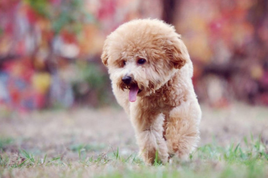 治愈犬是什么