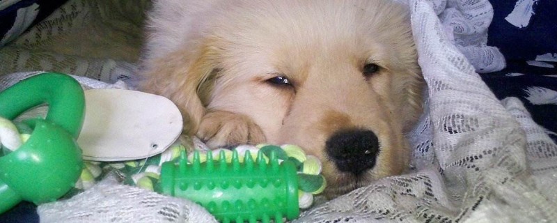 犬瘟神经症状的表现，患病狗狗还能活多久