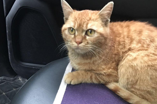 猫咪能活几年