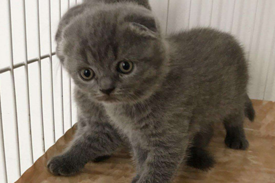 蓝猫折耳和立耳的区别