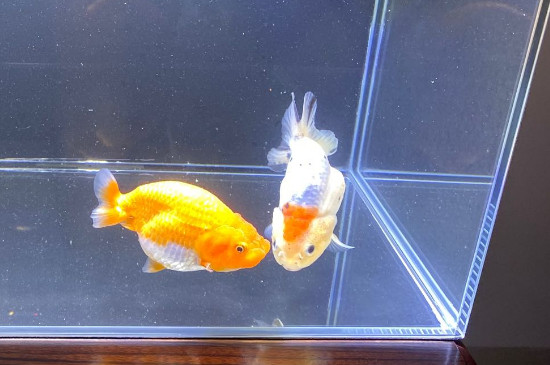 金鱼几天喂一次食
