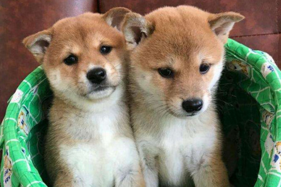 柴犬一般多少钱，宠物级柴犬一只1500～4000元