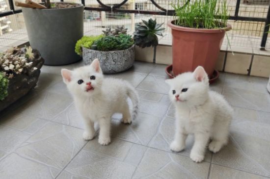 公猫不绝育会怎样
