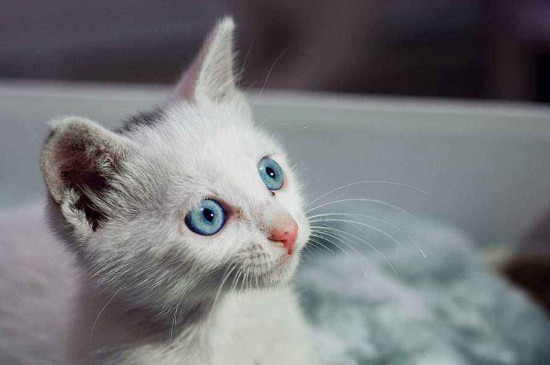 猫有眼屎是什么原因