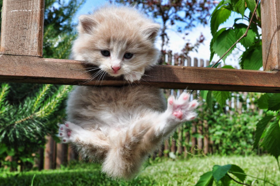 猫能吃苹果吗为什么