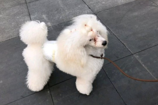 贵妇狗和泰迪的区别有哪些，泰迪与贵宾有三点区别
