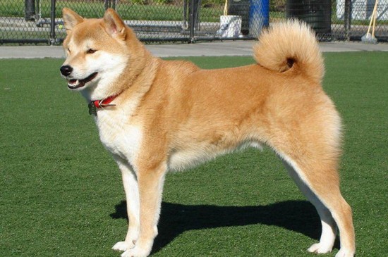 家养中型犬排行榜，这6种狗狗聪明可靠很适合家庭饲养