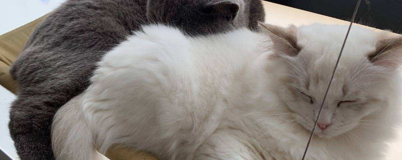 猫口臭怎么办，猫咪口气臭怎么去除