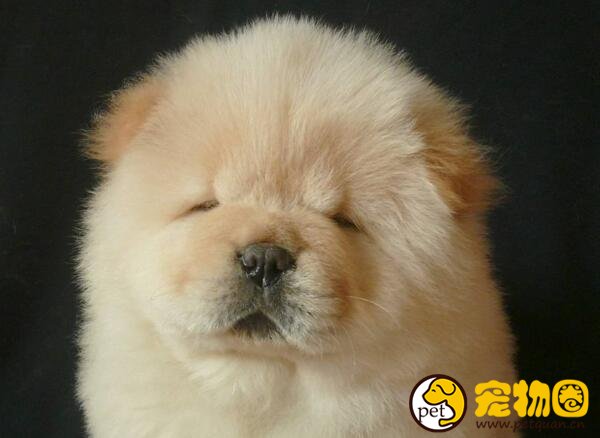 松狮犬好养么，缺点比较多新手养起来会很麻烦