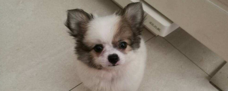 蝴蝶犬幼犬几个月褪毛