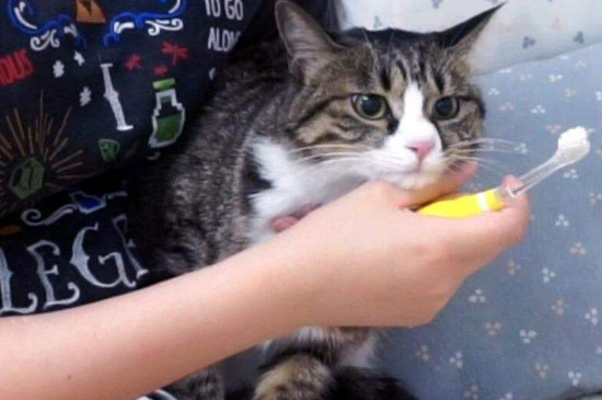 怎么给猫刷牙漱口