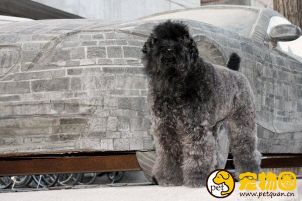 凯利蓝梗是爱尔兰国犬，被誉为冠军级别的饲养犬