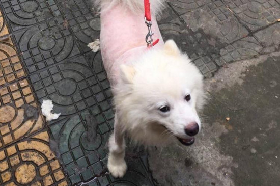 萨摩耶剃毛后多久能长
