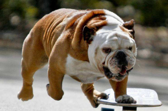 英国斗牛犬臭怎样去除