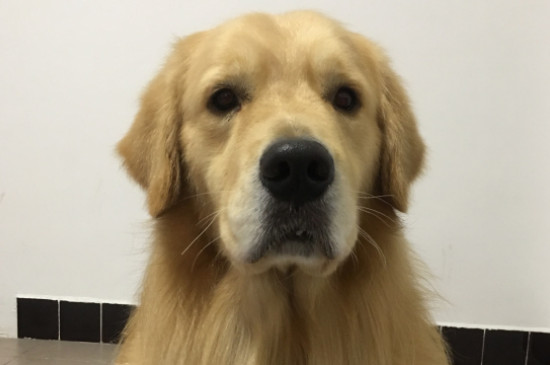 金毛犬性格温顺吗，金毛是三大温顺犬之一