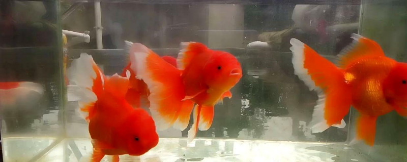 鱼缸里有白色的线虫是什么东西