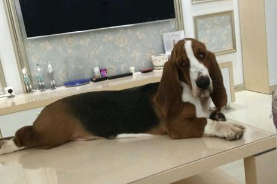 巴吉度犬适合家养吗