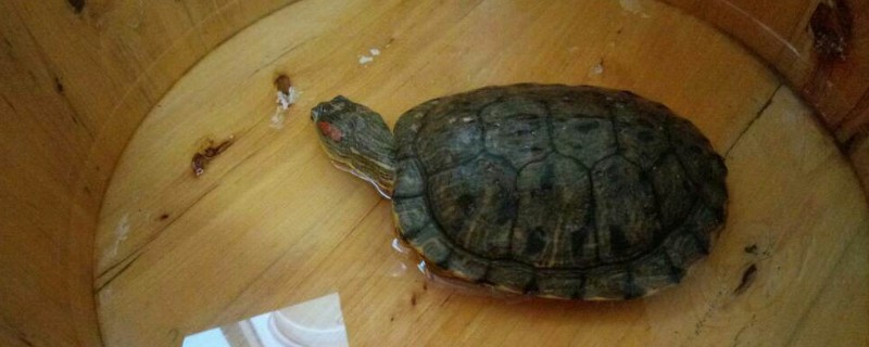 乌龟伸头是什么意思