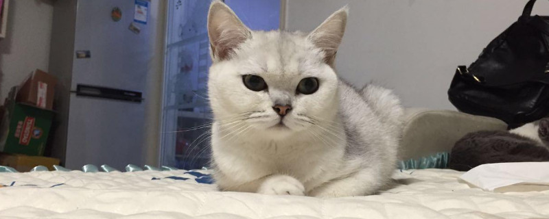 猫传腹症状怎么引起的