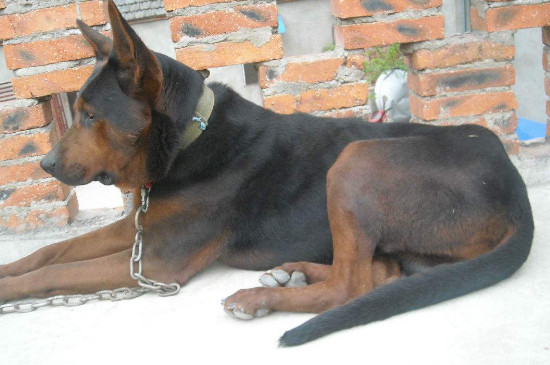 莱州红犬怎么看纯不纯