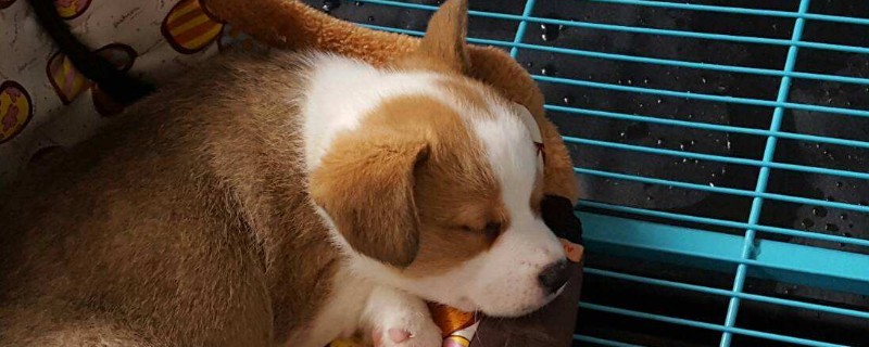 如何判断幼犬几个月了