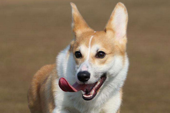 如何分辨真假柯基幼犬