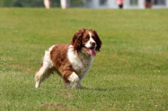 英国跳猎犬优缺点