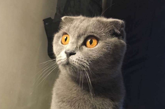 蓝猫会抓老鼠吗
