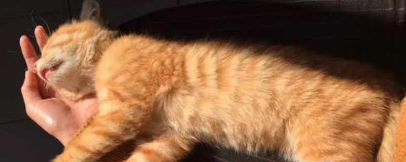 猫咪打呼噜声音特别大