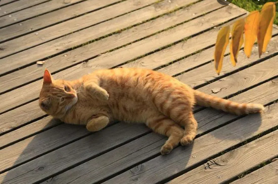 橘白猫和橘猫的区别
