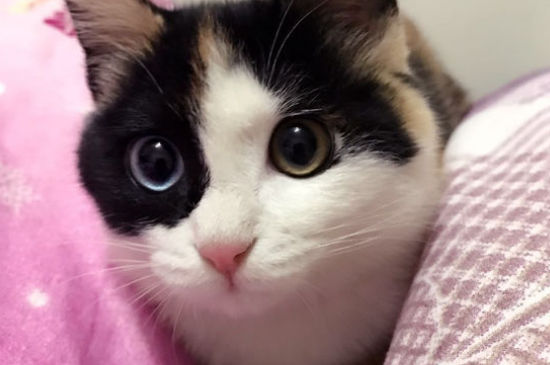 猫抓板的作用