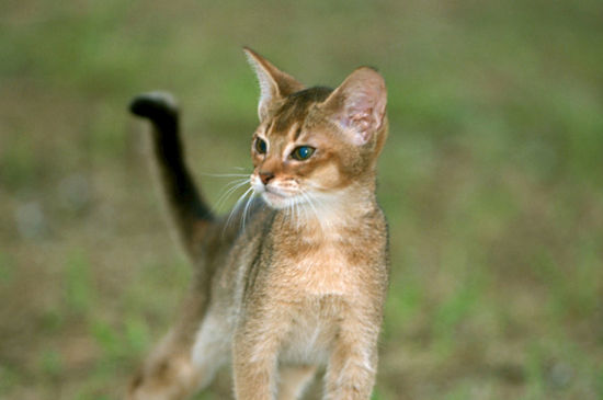猫咪离家出走前的暗示