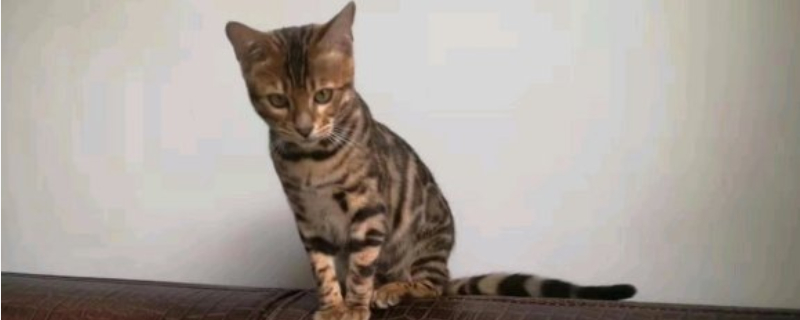 猫咪为啥喜欢睡在主人边上