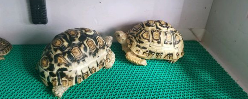 豹龟流鼻涕