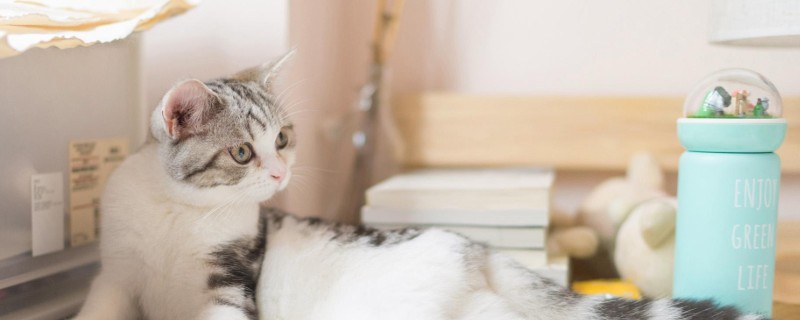 猫每天早上叫个不停怎么办