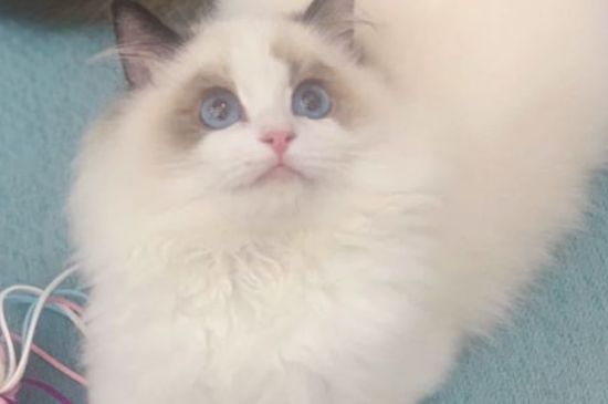 猫咪喝牛奶拉稀怎么办