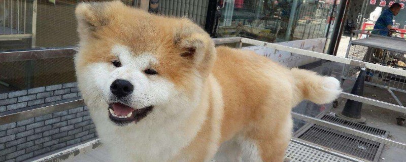 秋田犬认主人需要多久