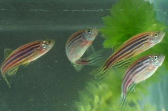 斑马鱼是胎生还是卵生
