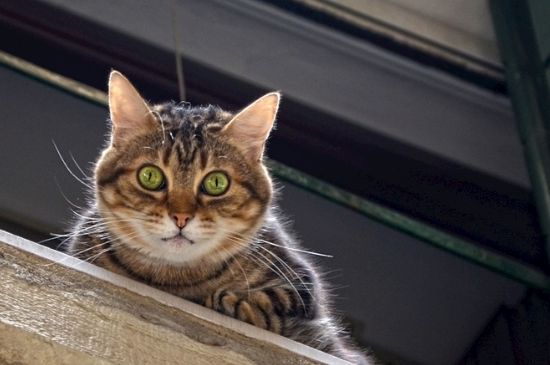猫耳螨传染人吗