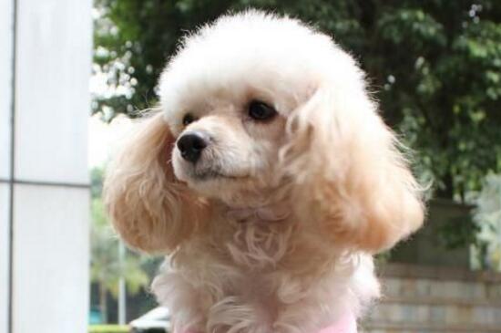 贵宾犬毛不卷怎么办