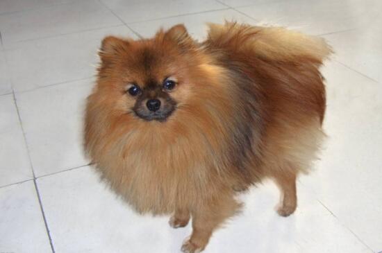 银狐犬和博美的区别