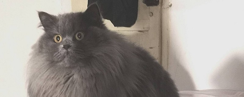 英短返祖长毛猫真相
